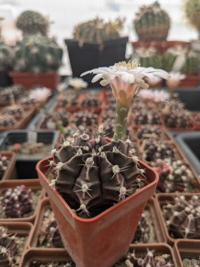 Gymnocalycium friedrichii