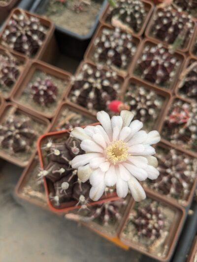 Gymnocalycium friedrichii - Зображення 2