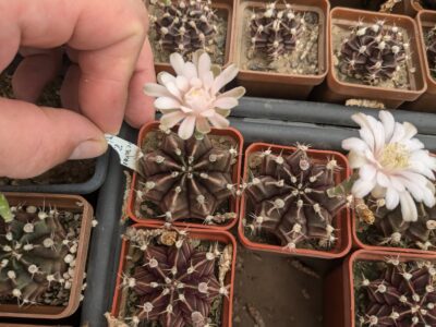 Gymnocalycium friedrichii - Зображення 3