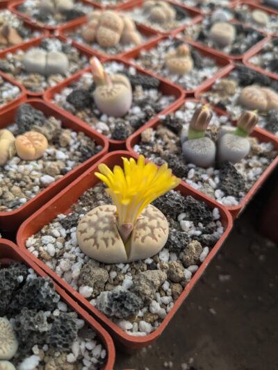Lithops dorotheae C124 - Зображення 2