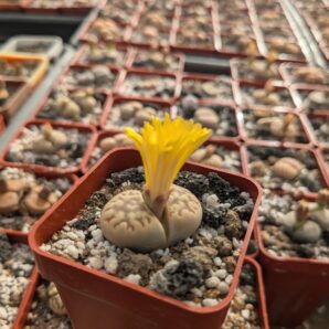 Lithops dorotheae C124