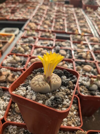 Lithops dorotheae C124