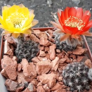 Lobivia haematantha v.chorrillosensis MN 114