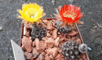 Lobivia haematantha v.chorrillosensis MN 114