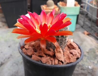 Lobivia haematantha ZJ 47 - Зображення 2