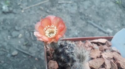 Lobivia haematantha v.chorrillosensis MN 114 - Зображення 2