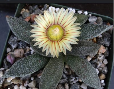 Aloinopsis rubrolineata - Зображення 2