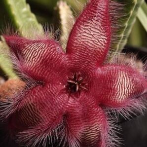 Stapelia hirsuta | 98