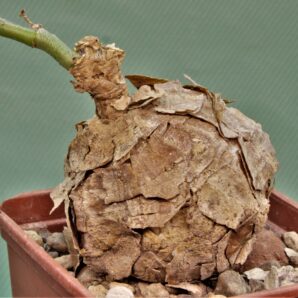 talinum-aff.-caffrum.-dodoma-prov.-tanzania-7