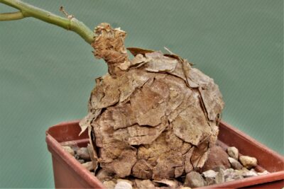 talinum-aff.-caffrum.-dodoma-prov.-tanzania-7