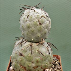 tephrocactus-geometricus-1.