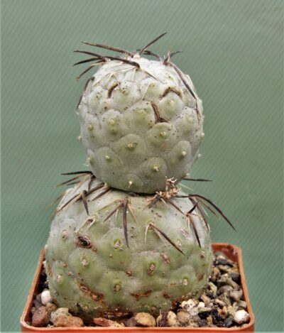 tephrocactus-geometricus-1.