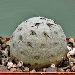 tephrocactus-geometricus-17