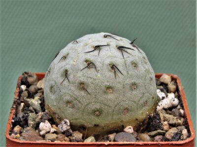 tephrocactus-geometricus-17