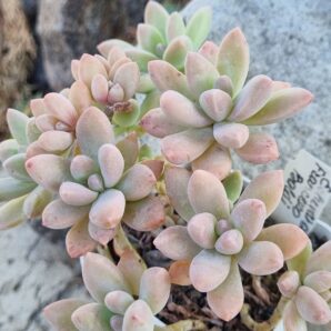 Graptopesedum Francesco Baldi