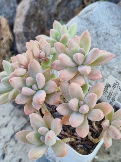 Graptopesedum Francesco Baldi