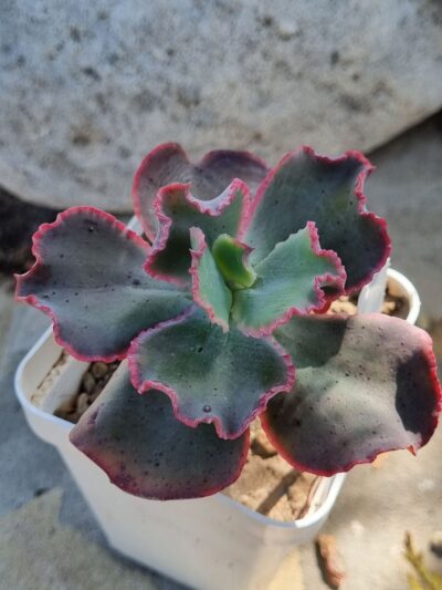 Echeveria Virginia Lee