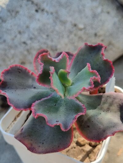 Echeveria Virginia Lee - Зображення 2