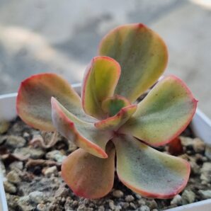 Echeveria Anfang var