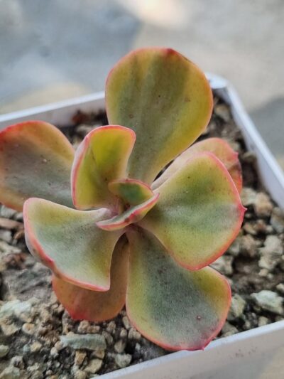 Echeveria Anfang var - Зображення 2