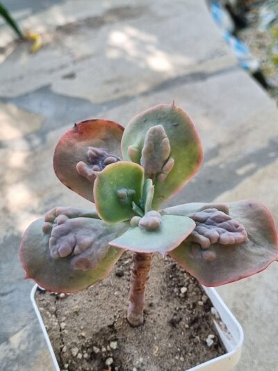 Echeveria Paul Bunyan - Зображення 2