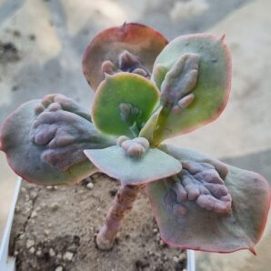 Echeveria Paul Bunyan