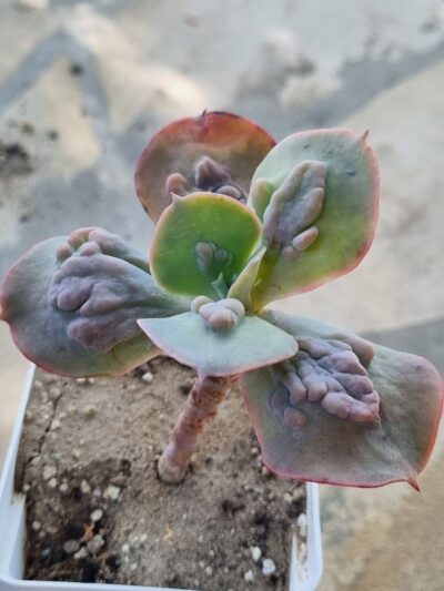 Echeveria Paul Bunyan