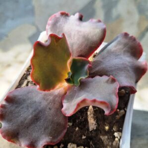 Echeveria Silveron Red