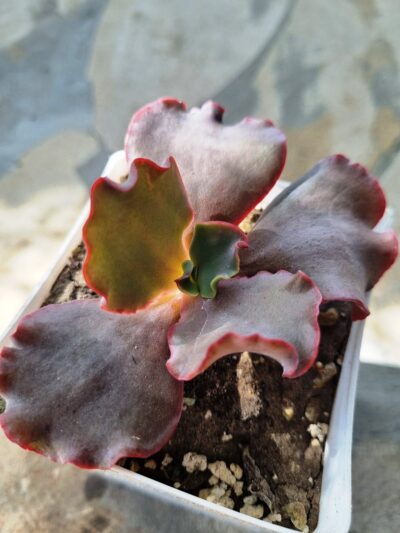 Echeveria Silveron Red
