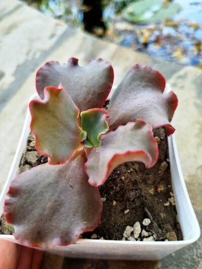 Echeveria Silveron Red - Зображення 2