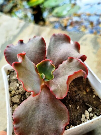 Echeveria Silveron Red - Зображення 3