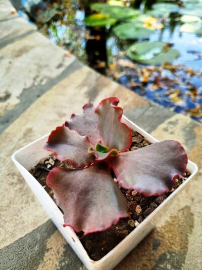 Echeveria Silveron Red - Зображення 4