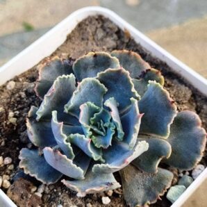 Echeveria Truffles Big
