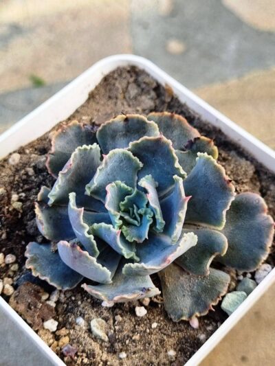 Echeveria Truffles Big
