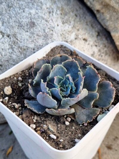 Echeveria Truffles Big - Зображення 2