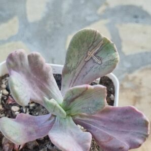 Echeveria Jocelyn's Joy