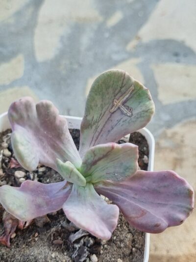 Echeveria Jocelyn's Joy