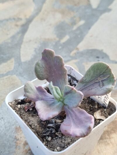 Echeveria Jocelyn's Joy - Зображення 2