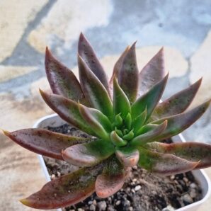 Echeveria Sabre Wolf