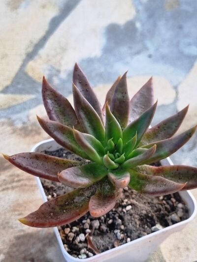Echeveria Sabre Wolf