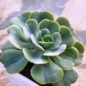 Echeveria Love's Light