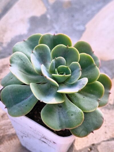 Echeveria Love's Light