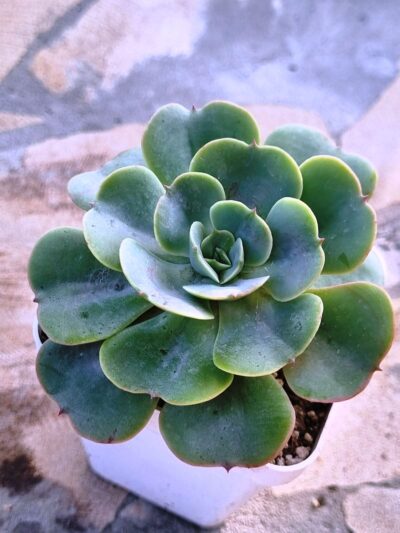 Echeveria Love's Light - Зображення 2