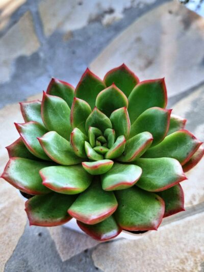 Echeveria agavoides hybrid - Зображення 2