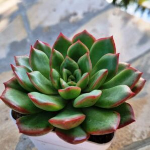 Echeveria agavoides hybrid