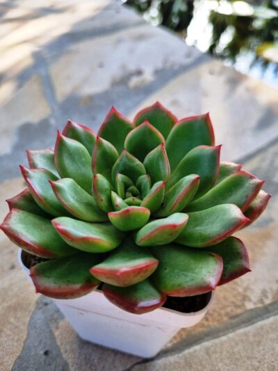 Echeveria agavoides hybrid