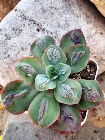 Echeveria Baron Bold - Зображення 3