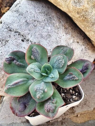 Echeveria Baron Bold - Зображення 2