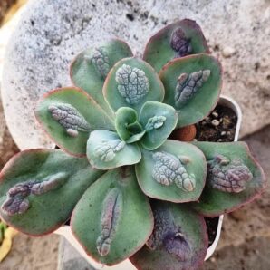 Echeveria Baron Bold