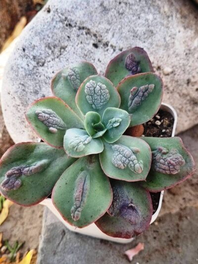 Echeveria Baron Bold